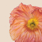 peach poppy