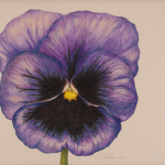 Pansy