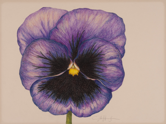 Pansy