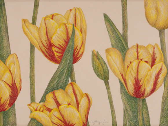 Yellow Tulips